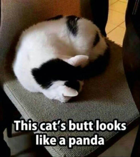 This cats butt looks like a panda.