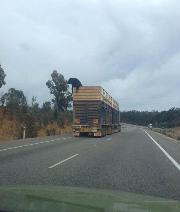 This Cow Does Not Want To Be Someones Next Meal.