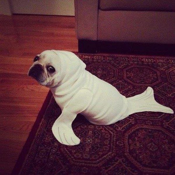 Cute little pug just loves his new seal costume.