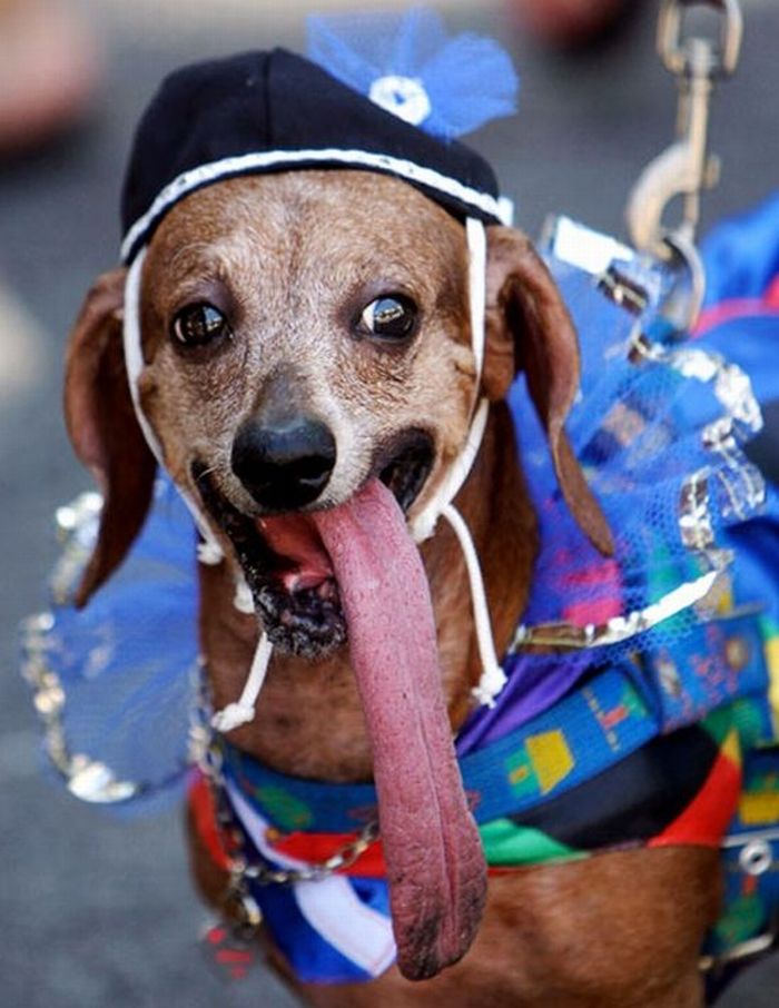 This dog has a tongue so long it is amazing how he doesn't choke on it.