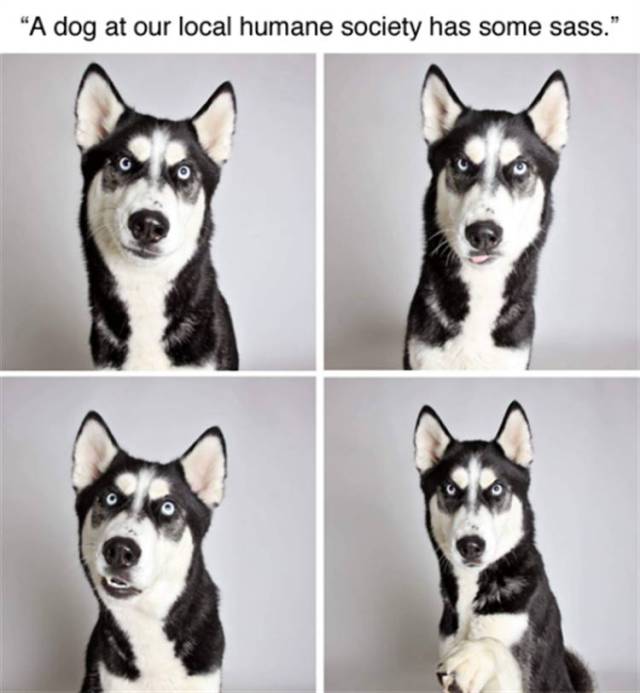 This dog has some sass.