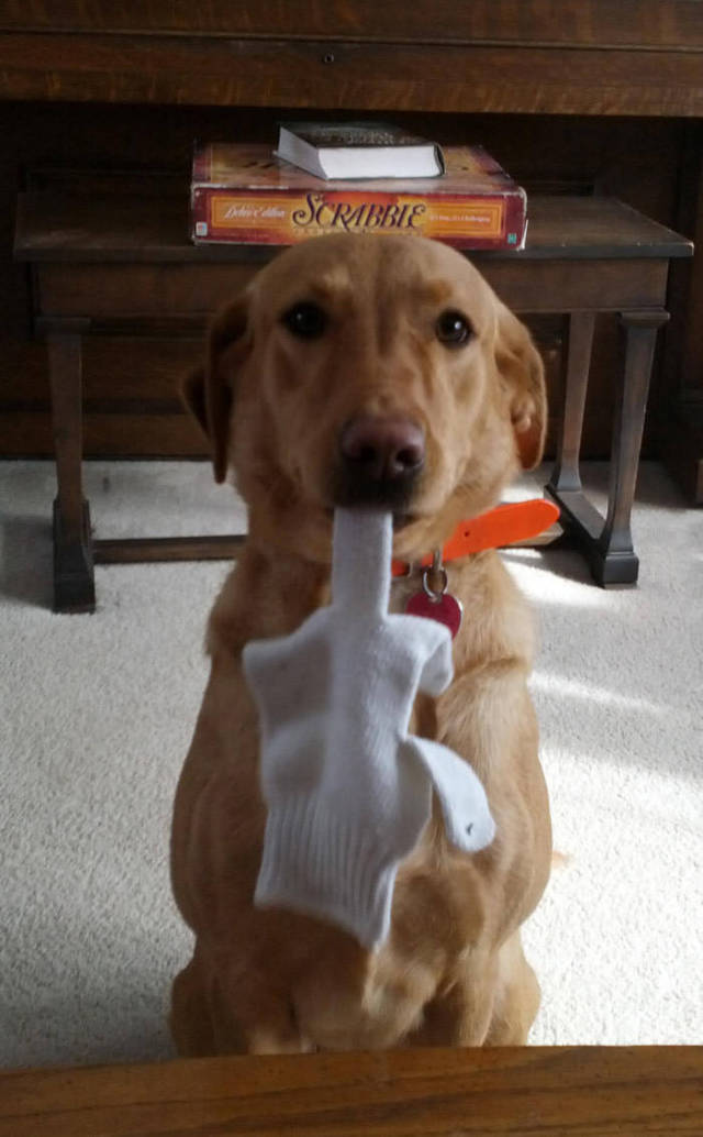 This dog hates scrabble.