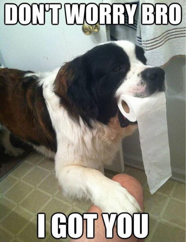 This Dog Is A Lifesaver. Realizing You Have No Toilet Paper After Already Taking Care Of Business Is No Fun.