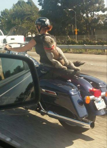 This Dog Is Loving His Ride On The Back Of A Motorcycle.