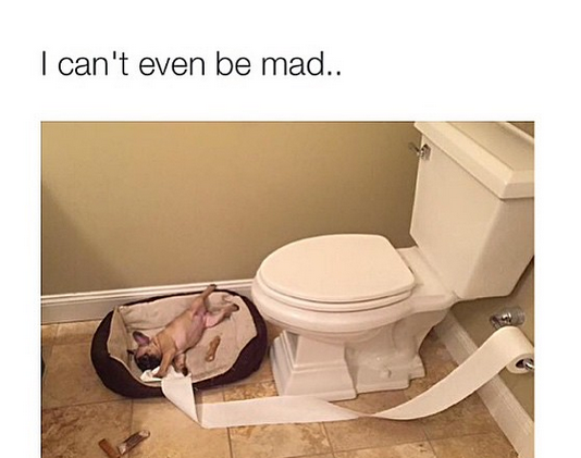 This dog is way too cute to get mad at.