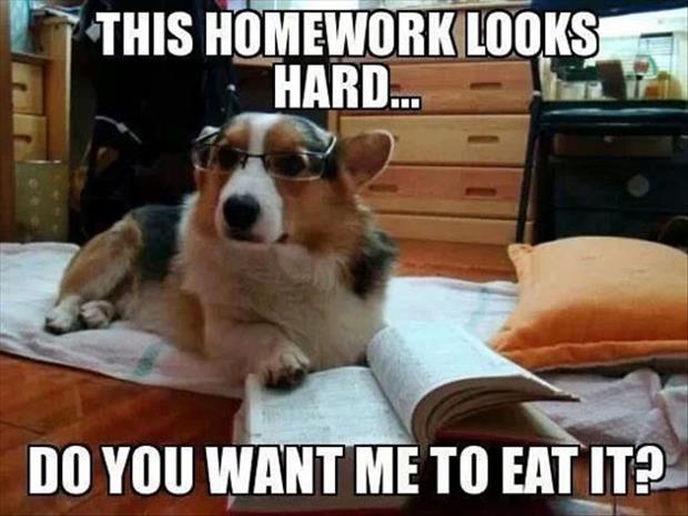 This dog is willing to help you with the my dog ate my homework excuse but there is no guarantee your teacher will believe it.