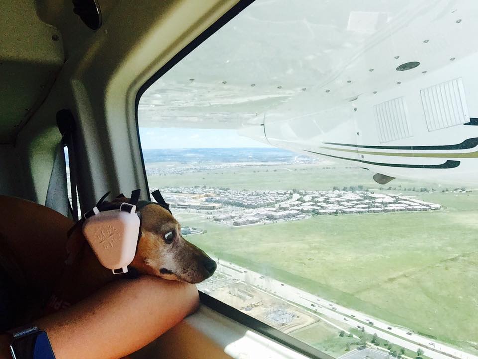 This dog just found out he has a fear of flying.