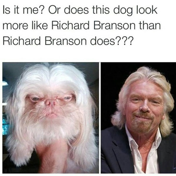 This dog looks a lot like Richard Branson.