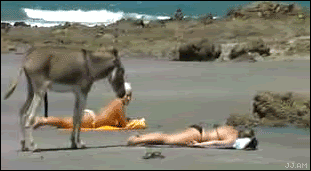 Enjoying A Beautiful And Relaxing Day At The Beach Until This Donkey Shows Up.