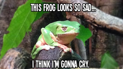 This frog looks so sad, I think I'm gonna cry.
