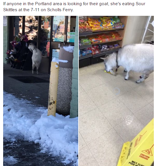 This goat loves Skittles.