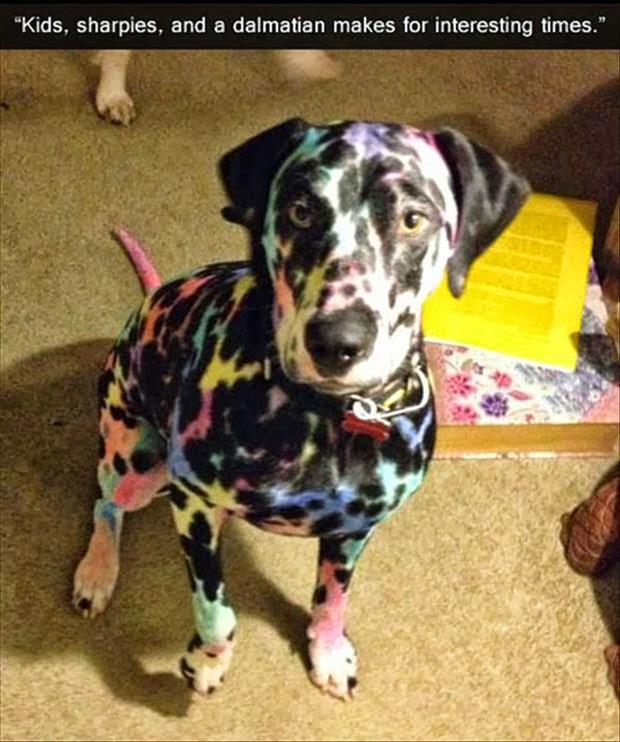 This is what happens when your child has colored markers and you leave them unattended with the family pet.