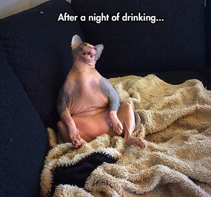This is what you look like after a long night of drinking,