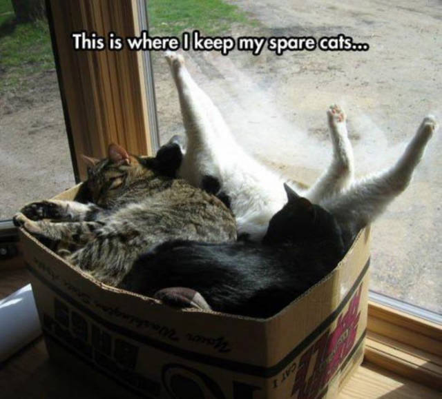 This is where I keep my spare cats.