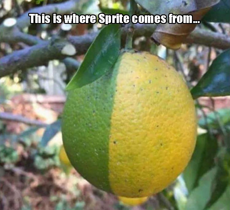 This is where Sprite comes from.