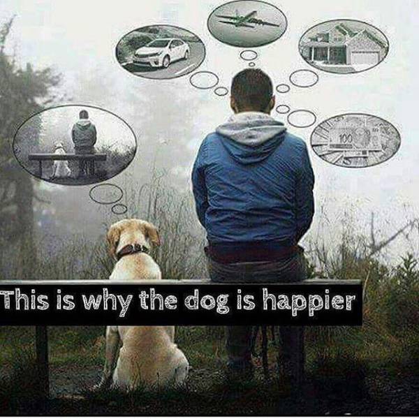 This is why the dog is happier.