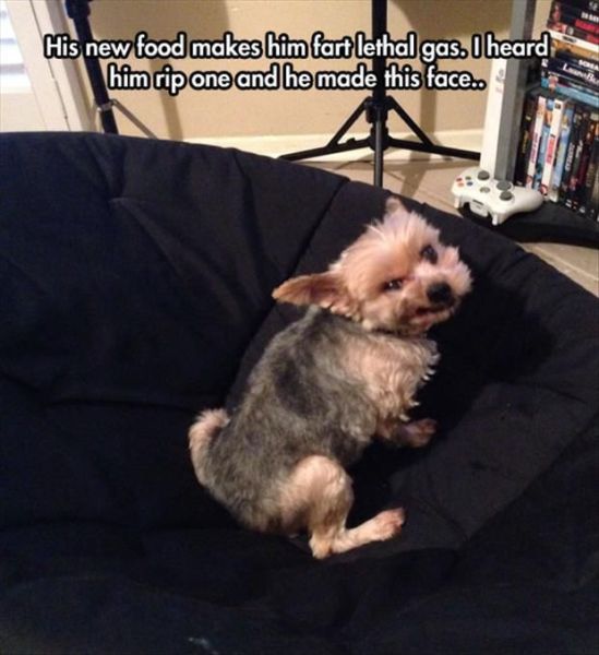 This little dog knows how to pass gas with style.