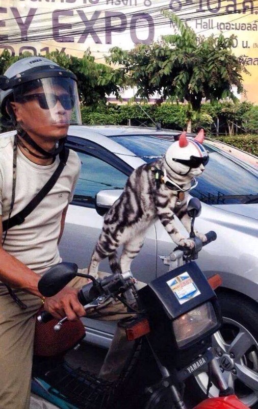 This Man And His Cat Love To Go For Rides on His Scooter.
