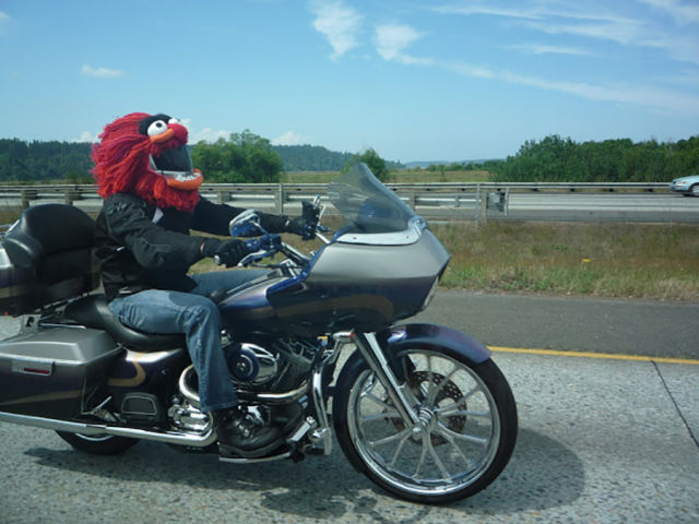 Motorcycle helmet that looks like Animal from The Muppets is sure to turn some heads on the highway.