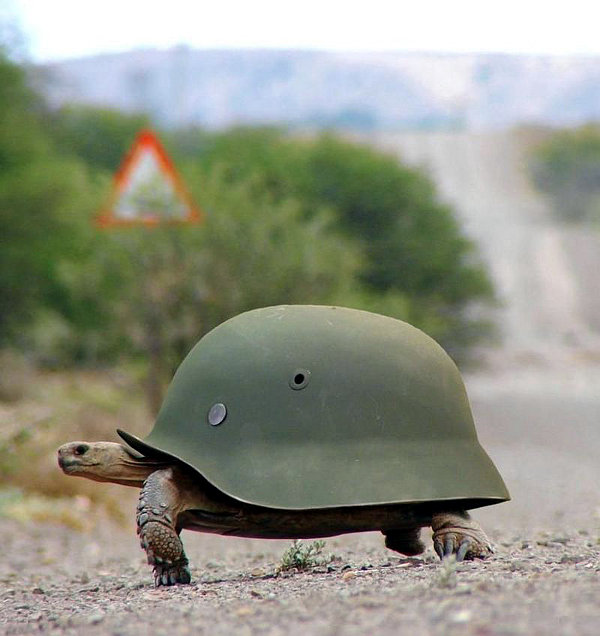 This turtle wearing a helmet is fully prepared for battle.