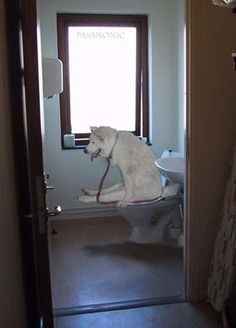 Those dog potty training classes worked well.