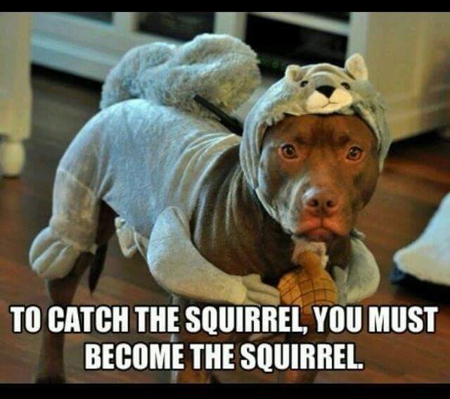 To catch the squirrel, you must become the squirrel.