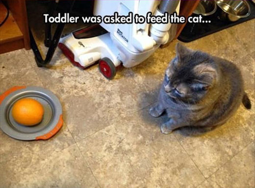Toddler was asked to feed the cat.