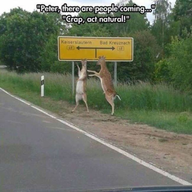 Two deer just trying to act natural.