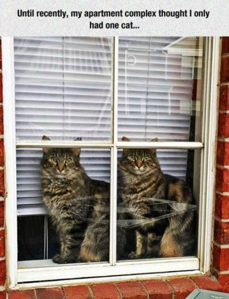 Until recently, my apartment complex thought I had only one cat.