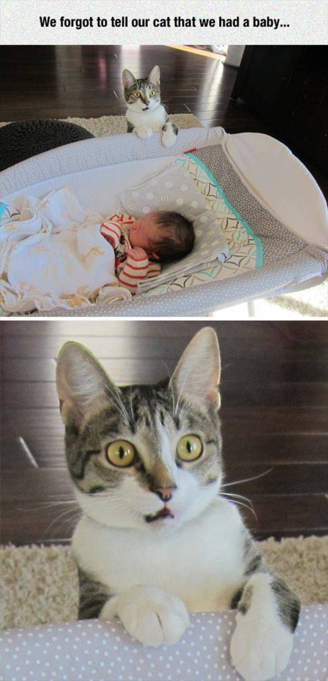 We forgot to tell our cat that we had a baby.