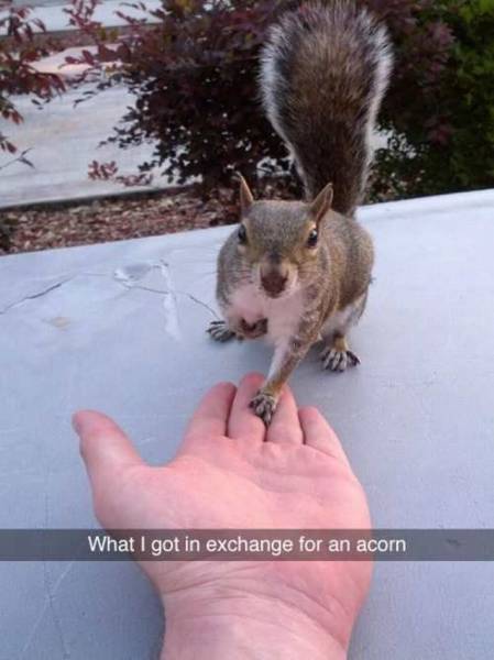 What I got in exchange for an acorn.