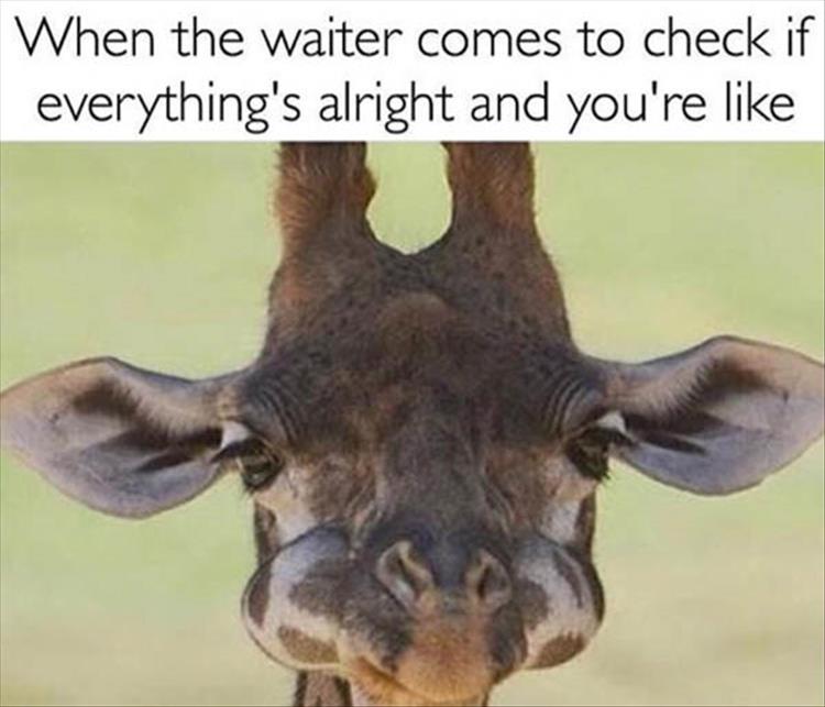 When the waiter comes to check if everything's alright and you're like...