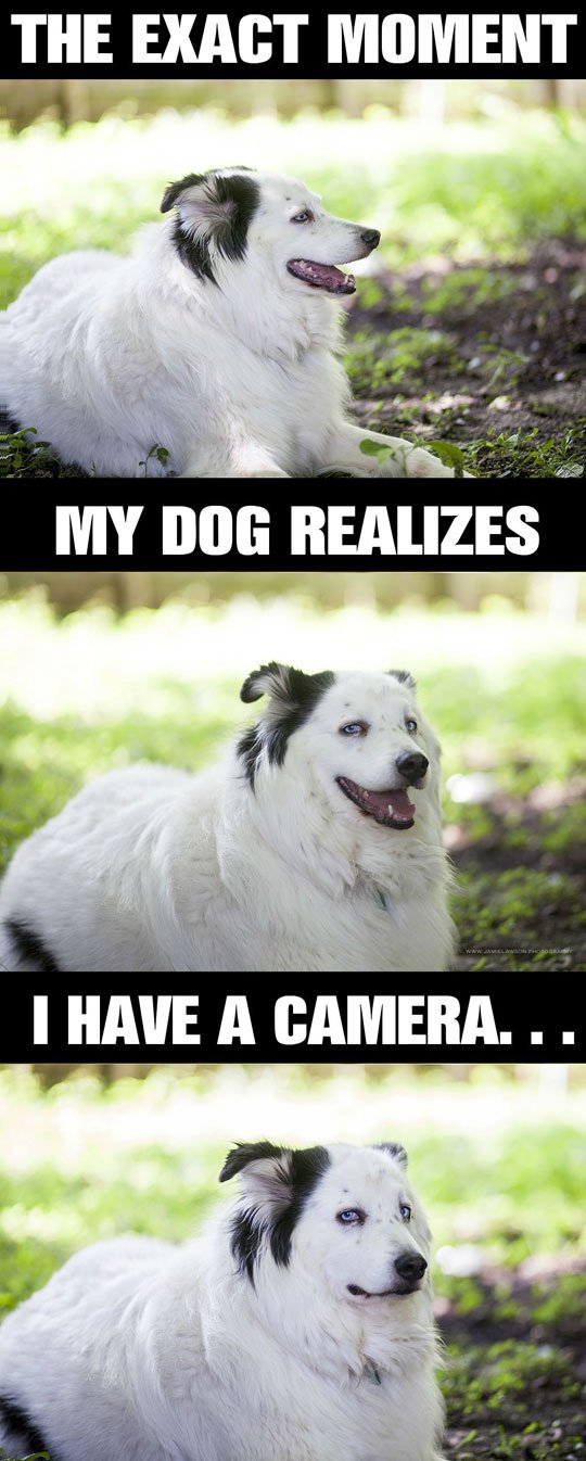 When This Dog Realizes There Is A Camera Pointed At Him He Does This