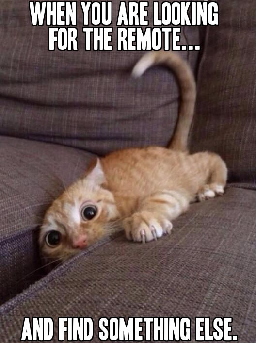 When you are looking for the tv remote.