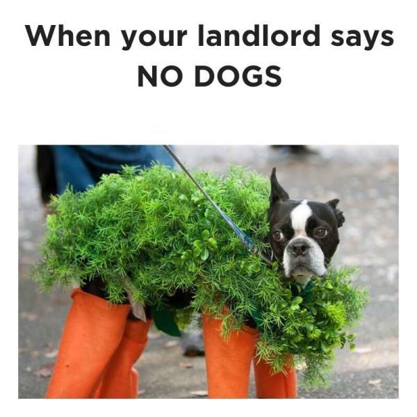 When your landlord says, no dogs.