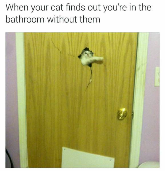 When your cat finds out you're in the bathroom without them.