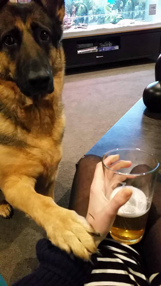 When your dog is worried about your drinking problem.
