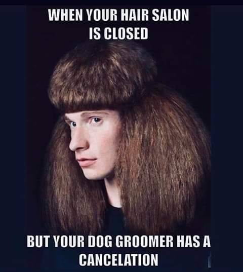 When your hair salon is closed but the dog groomer isn't.