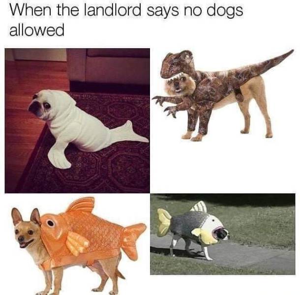 When the landlord says no dogs allowed.