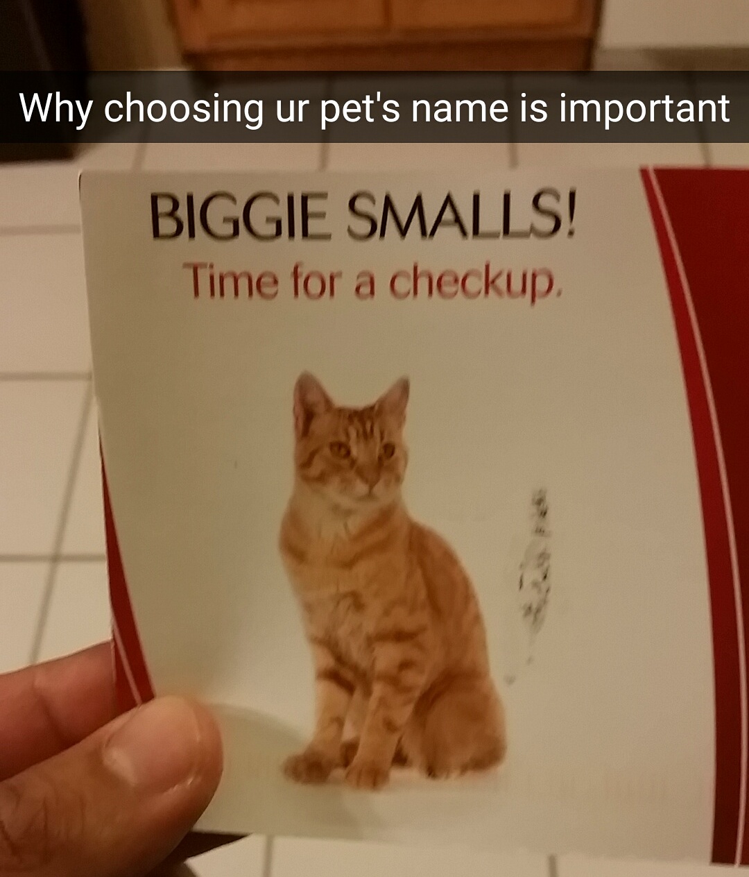 Why choosing your pet's name is important.