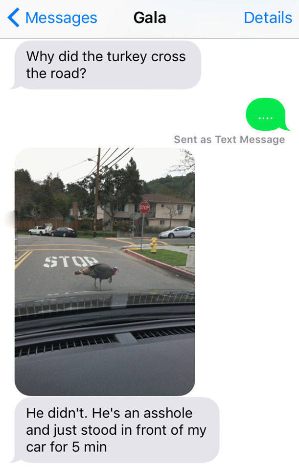 Why did the turkey cross the road?