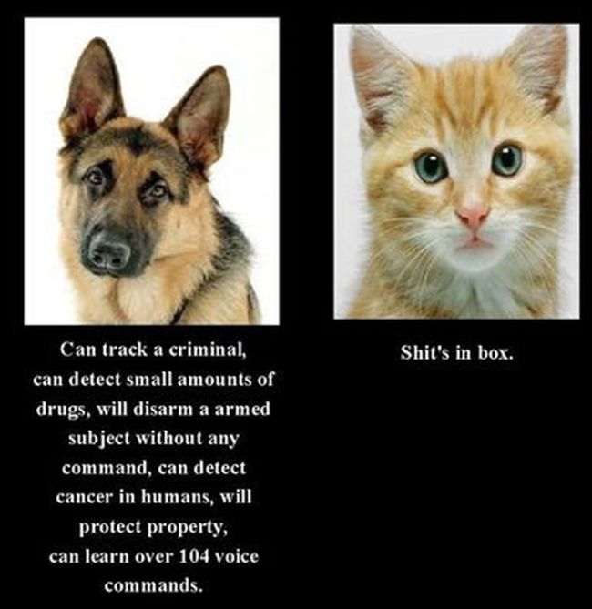 Why the police and military use German Shepherd dogs instead of cats.
