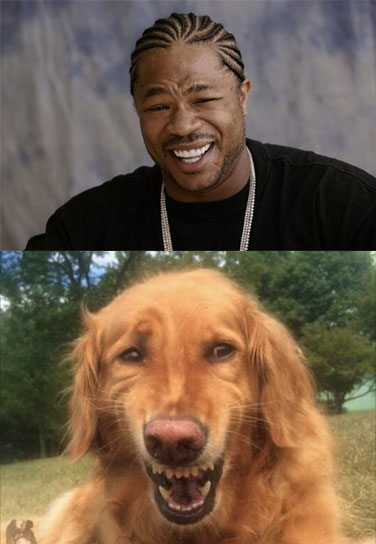 Dog doing impression of Xzibit's 'Yo Dawg' meme face.