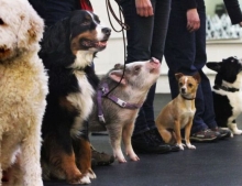 Nobody notices the pig amongst the dogs except the little one.