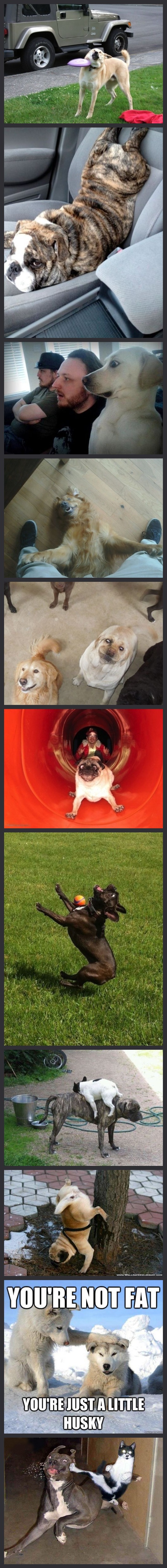 11 Funny Dog Pictures That Will Surely Make You Smile