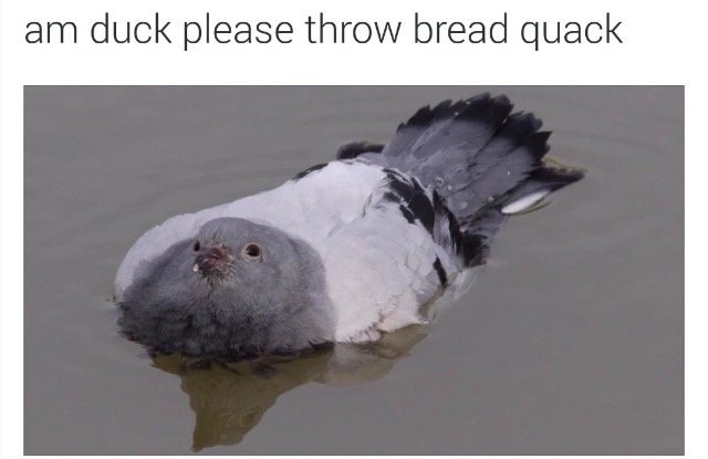 Am duck.