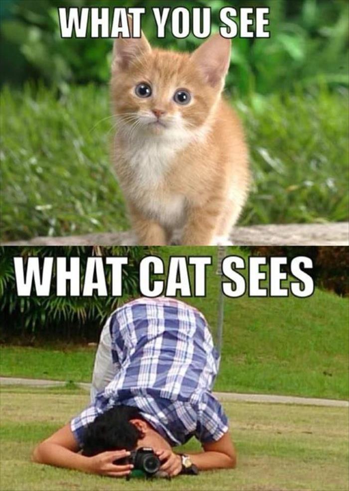 And you wonder why your cat looks at you funny when you take their picture?