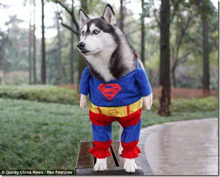 Another Great Dog Costume. This Time It's Superman!