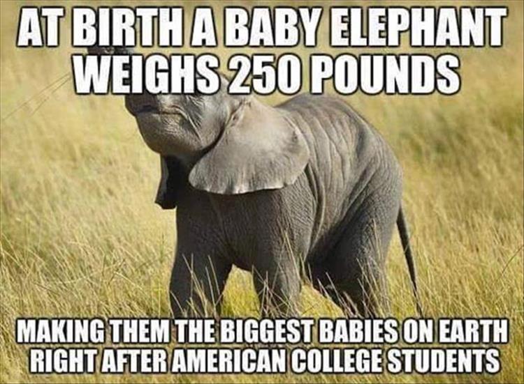 Baby elephants weigh 250 lbs. at birth, making them the second biggest babies on earth.
