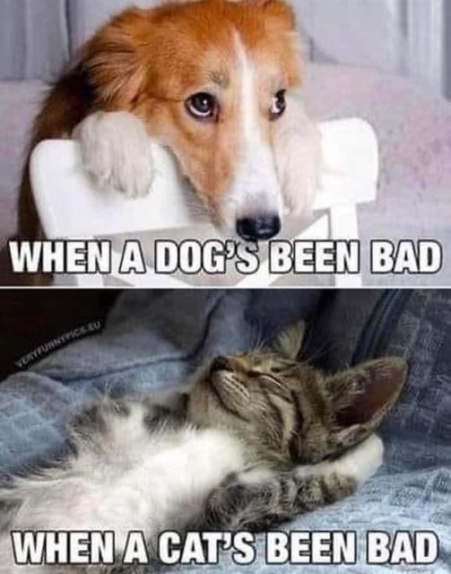 Bad dog vs. Bad cat